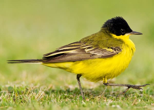 Black-headed Wagtail, Israel, Marc Guyt, www.agami.nl