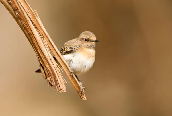 Eastern Black-eared Wheatear, Israel, Marc Guyt, www.agami.nl