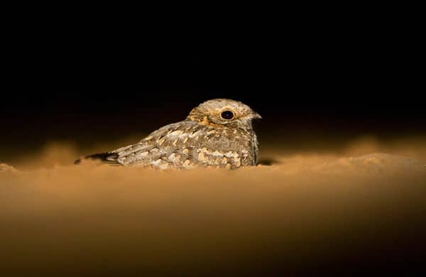 Nubian Nightjar, Israel, Marc Guyt, www.agami.nl