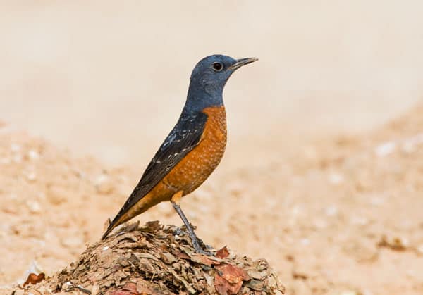 Rufous-tailed Rock Thrush, Israel, Marc Guyt, www.agami.nl