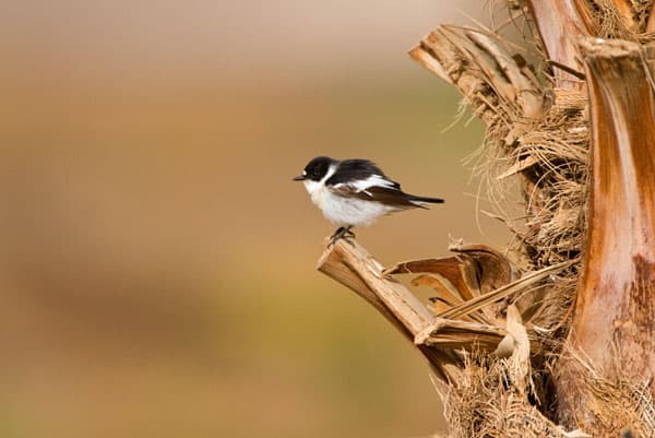 Semi-collared Flycatcher, Israel, Marc Guyt, www.agami.nl