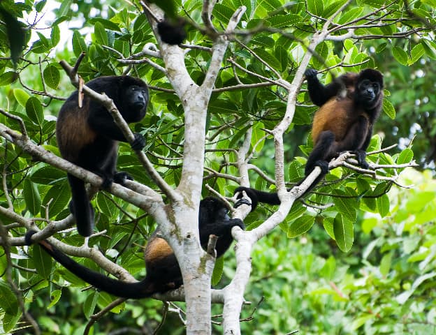 Howler Monkeys | Focusing on Wildlife
