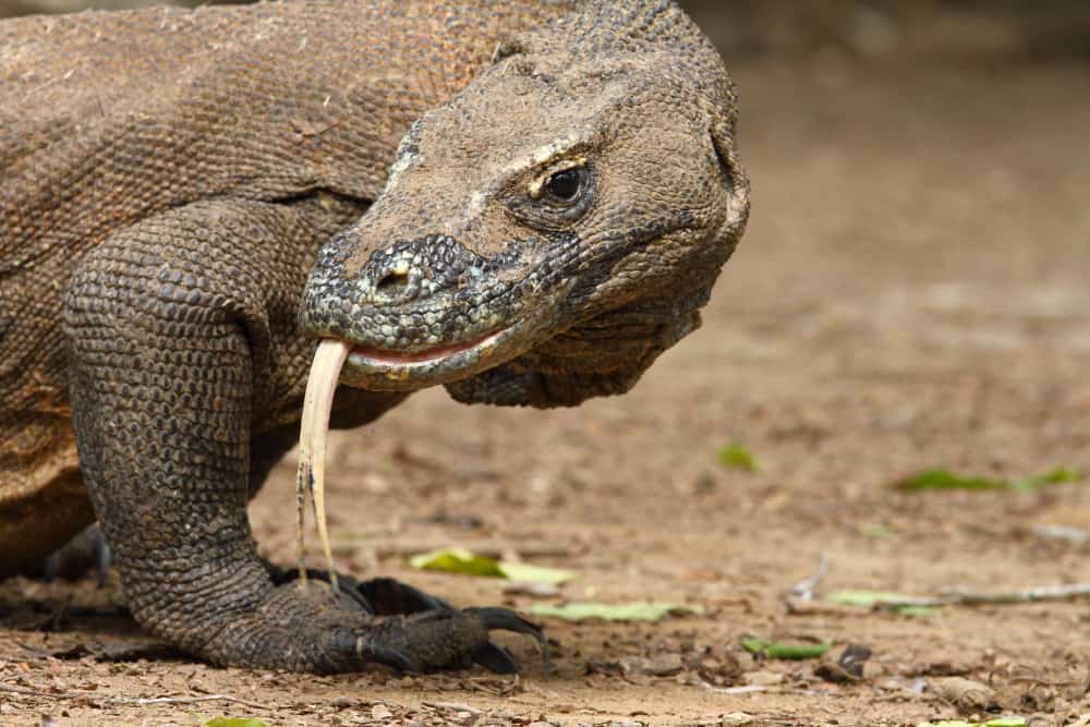 Komodo Dragon by Adam Riley | Focusing on Wildlife