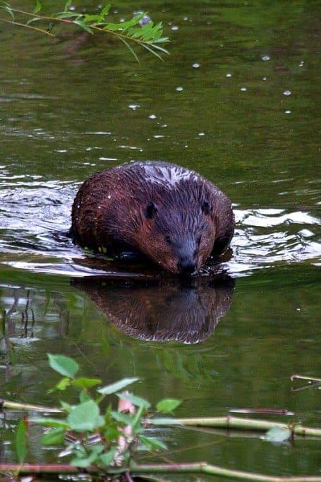 Beaver