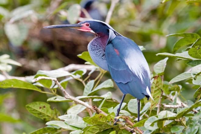 Birds of Peru around Manu National Park