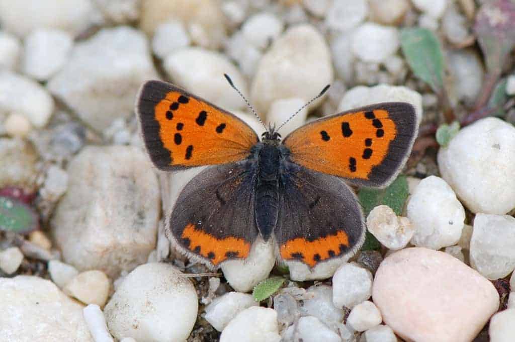 Common Copper Butterfly