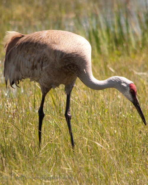 Sandhill Crane Named Audubon California’s Bird of the Year » Focusing ...