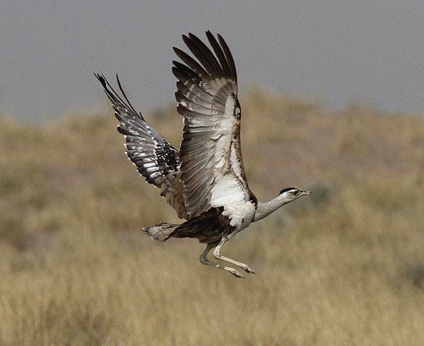 Great Indian Bustard gets new level of protection