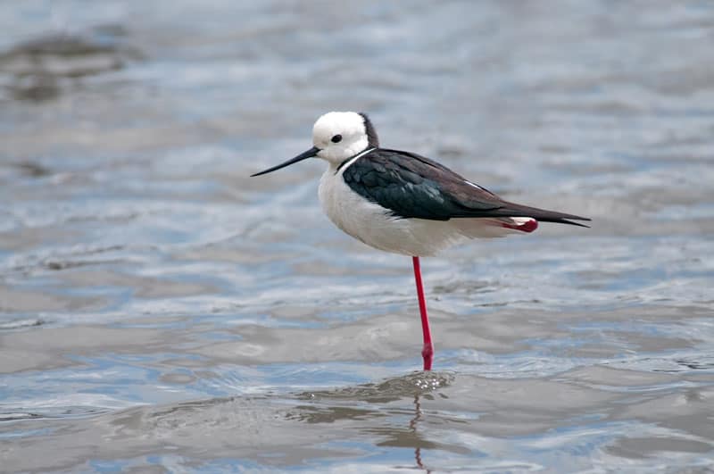 Waterbirds And Migratory Waders Of Sydney Olympic Park » Focusing On 