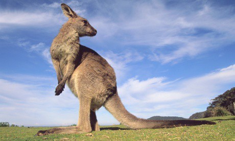kangaroos leather shoes