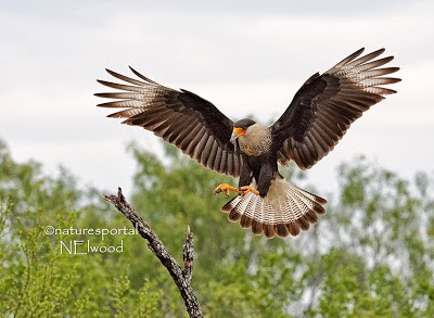 South Texas Photography Trip » Focusing on Wildlife