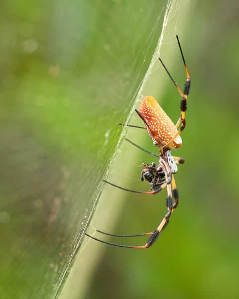 Garden Spider Araneus Diadematus Focusing On Wildlife