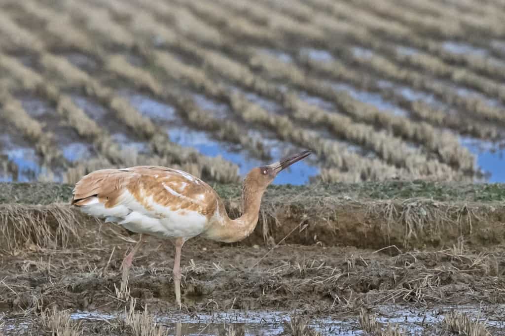 Siberian Crane Grus leucogeranus