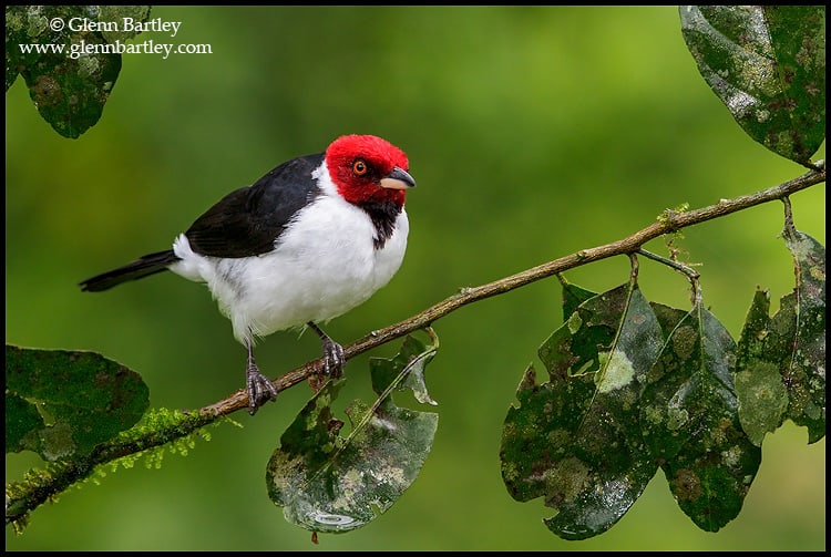 Red Capped Cardinal Paroaria Gularis Focusing On Wildlife