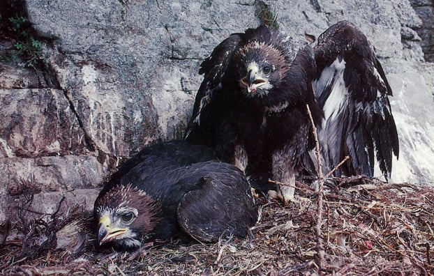 Nostalgic look back in time at Scotland’s first pioneering golden eagle ...