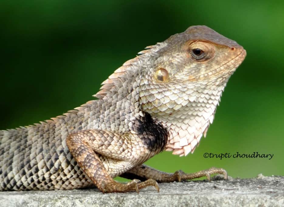 Lizard on my way by Trupti Choudhary