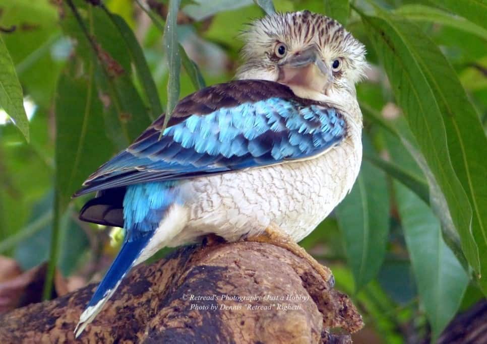Blue Wing Kookaburra  staring at me