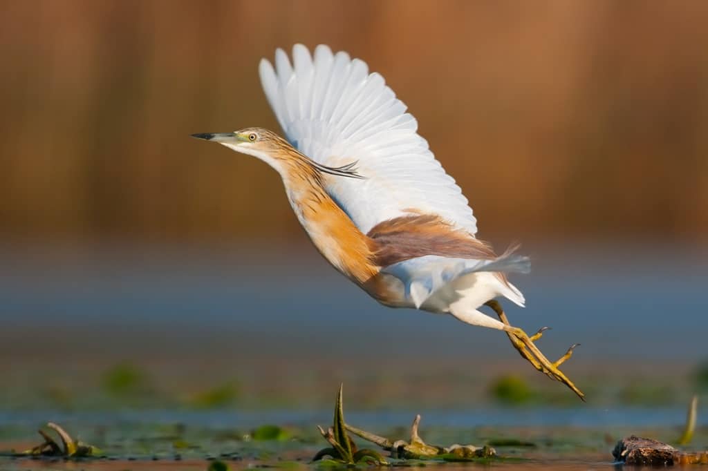 Squacco Heron take off by Jonas Landolt