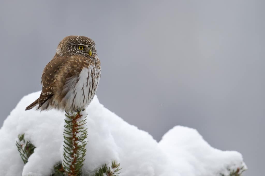 Winter – European pygmy owl