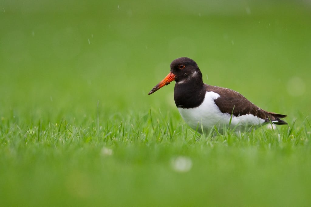 No oysters – Common Oystercatcher in Switzerland