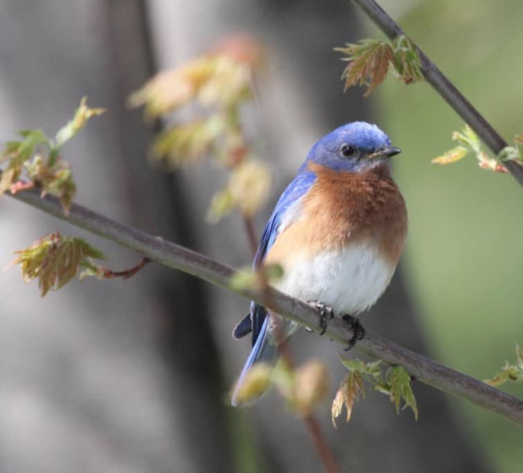 Michigan Eastern Bluebird