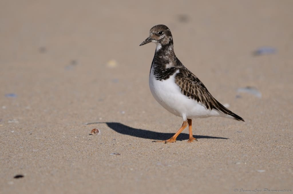 Ruddy Turnstone by Jean-Luc Parmentier