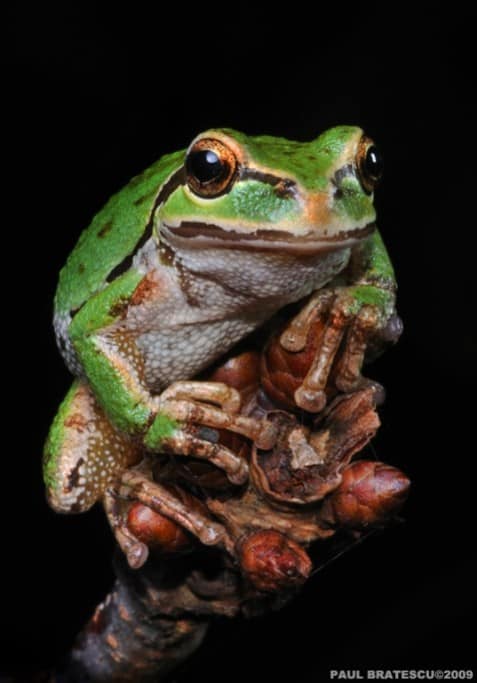 Pacific Northwest Tree Frog