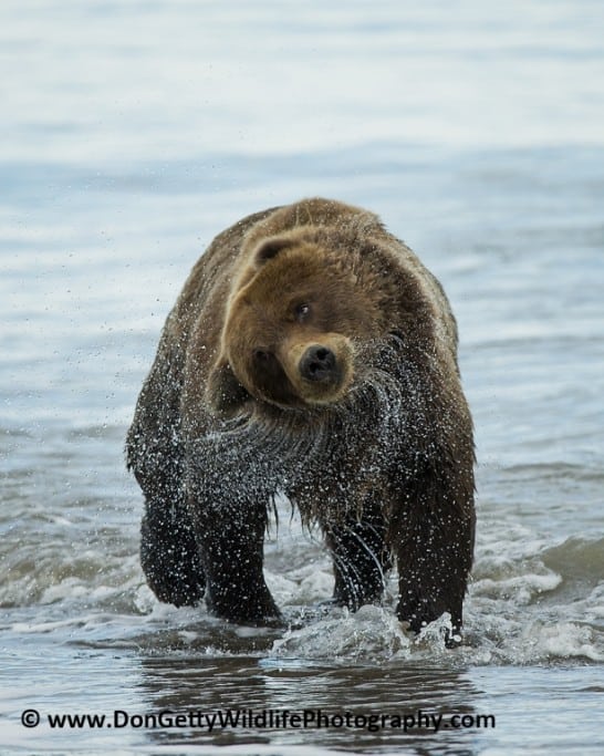Alaskan Brown Bear after a swim