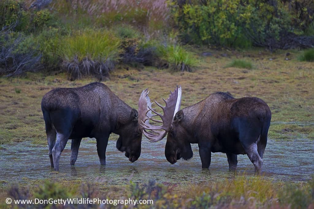 Bull Moose Standoff