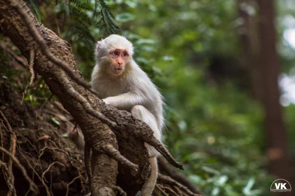Rare Albino rhesus macaque
