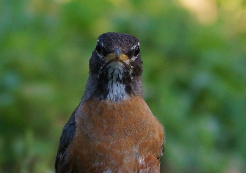 Angry Bird, (American Robin)