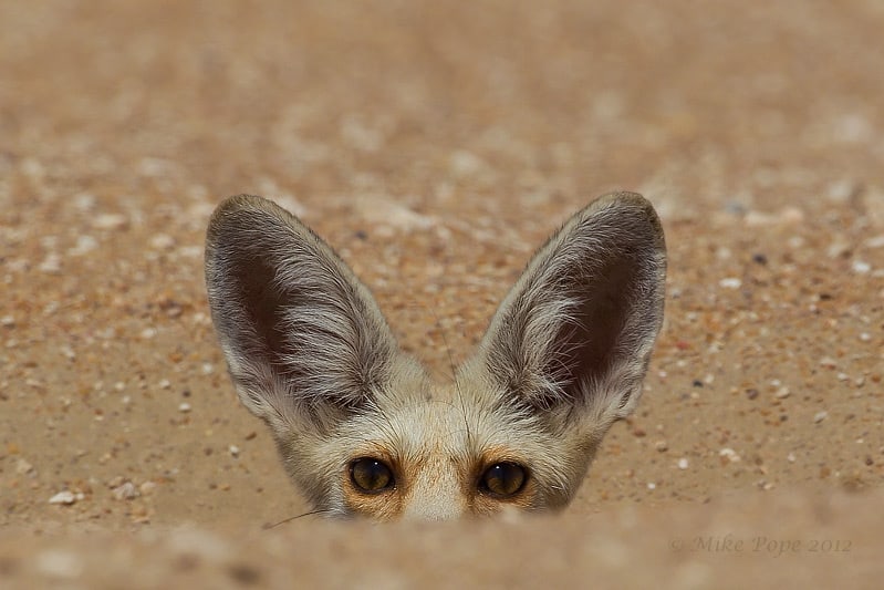 Curious Arabian Red Fox