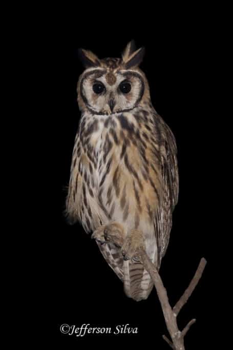 Striped Owl (Asio Clamator)  – 1