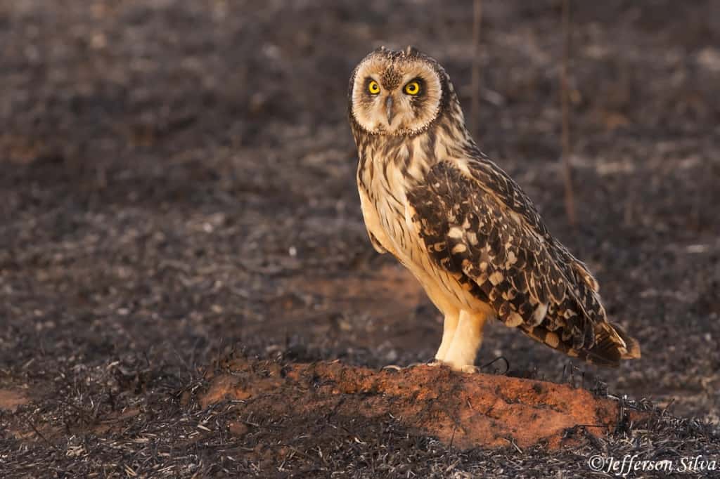 Short-eared Owl – 4