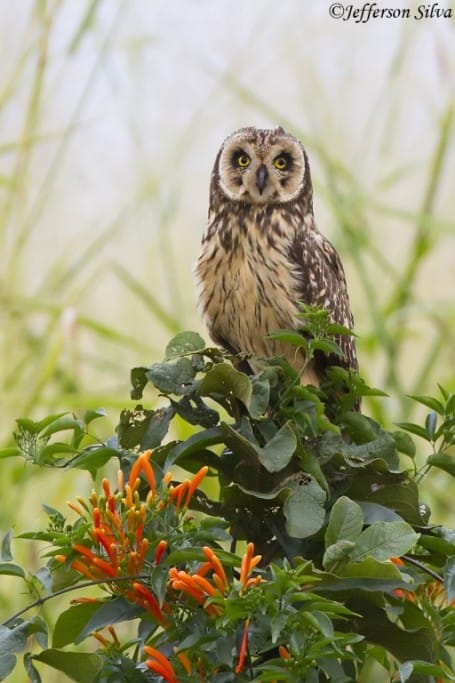 Short-eared Owl – 2