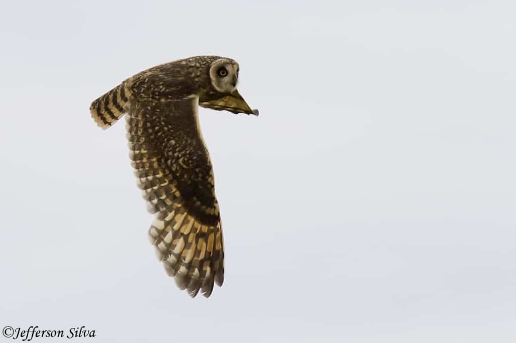 Short-eared Owl – 6