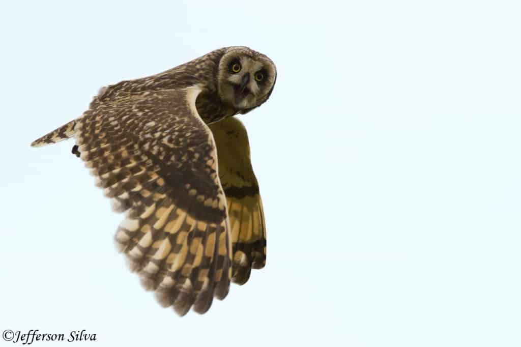 Short-eared Owl – 5