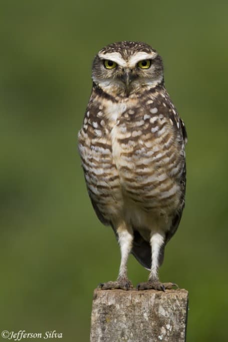 Burrowing Owl (Athene cunicularia) – 1
