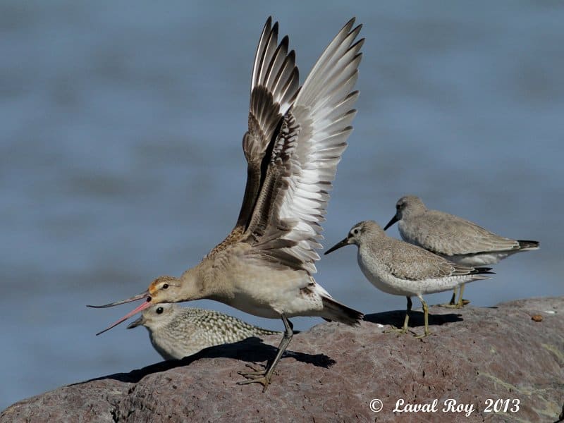 ‘Eh you ! Get off my rock !  Hudsonian Godwit’ by Laval Roy