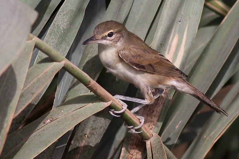Juvenile Basra Reed Warbler