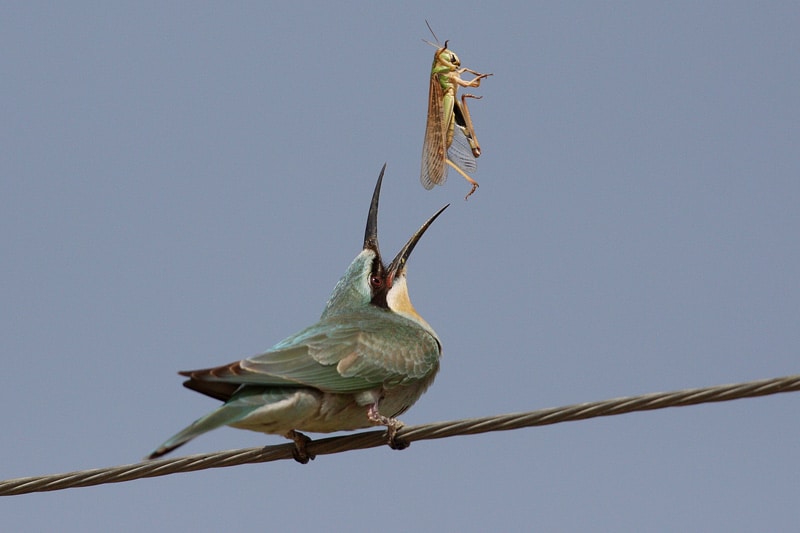 Blue-cheeked Bee Eater with breakfast and lunch