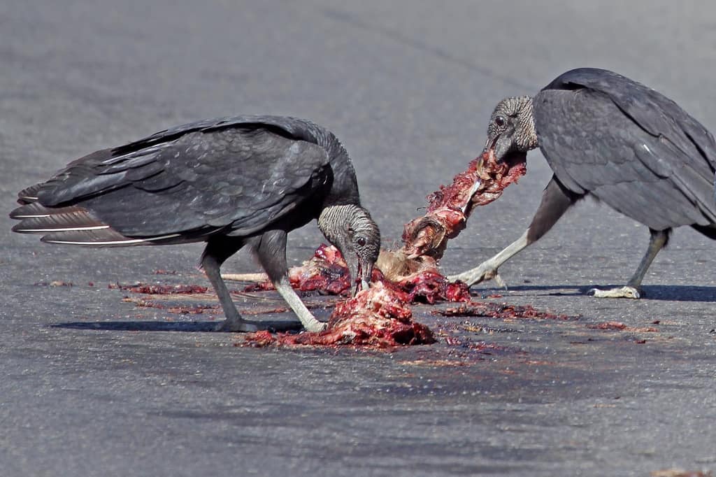 ‘Black Vulture Table Manners’ by Ken Adams