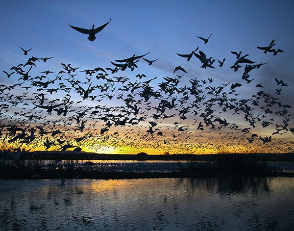 Blast Off! taken at Bosque del Apache by Frank Comisar