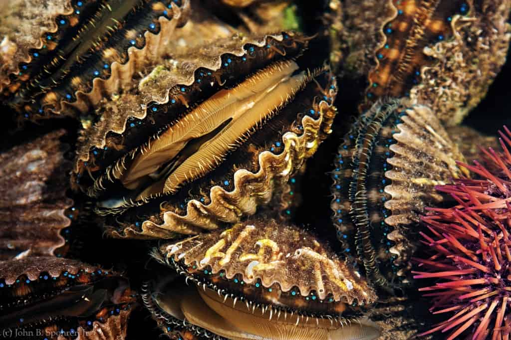 Blue-eyed bay scallops & urchin