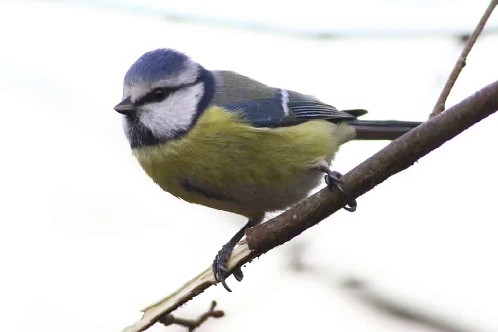 birdling blue tit