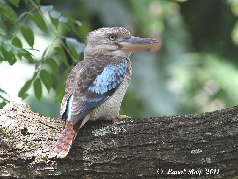The voice of the Aussie Jungle – Blue-winged Kookaburra