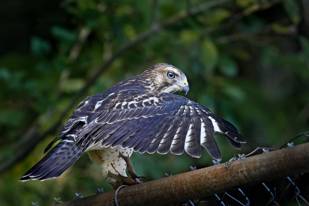 Broad-wing Hawk by Ken Adams