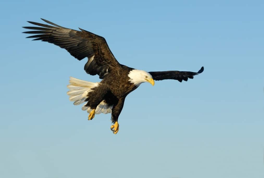 ‘Bald Eagle in Flight’ by Harry Eggens