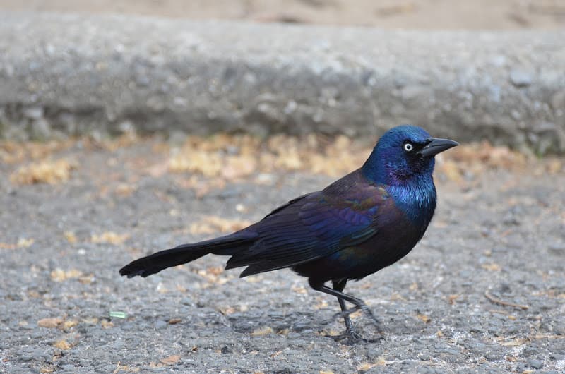Common Grackle by Julie Feinstein