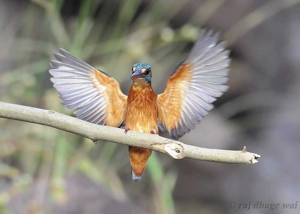 Common Kingfisher by Raj Dhage